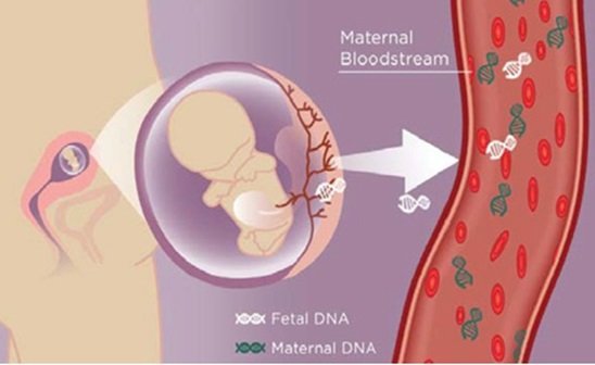Cell-Free Fetal DNA Testing